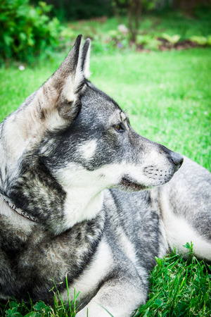 Dog in the gardenの写真素材