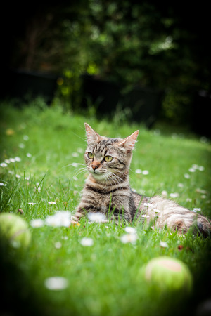 domestic catの写真素材