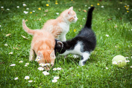 kitten in a grassの写真素材