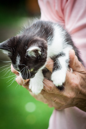 black and white kittenの写真素材