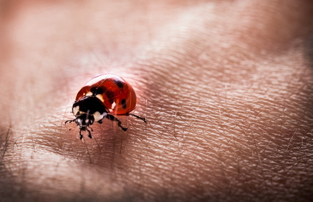 ladybugの写真素材