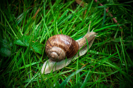 snail in the gardenの写真素材