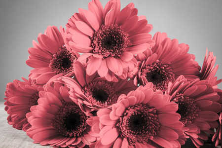 Gerbera on a wooden tableの写真素材