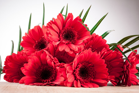 Gerbera on white backgroundの写真素材