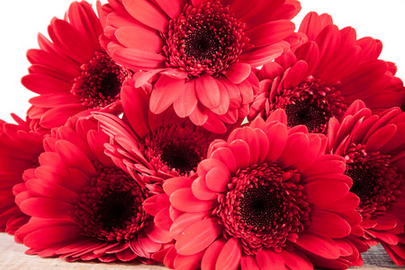 Gerbera on white backgroundの写真素材