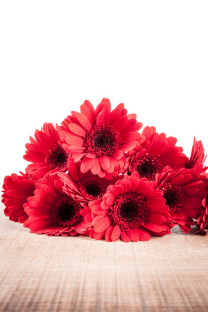 Gerbera on white backgroundの写真素材