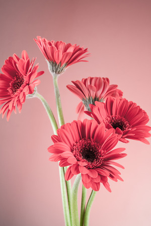 Gerbera flower close up の写真素材