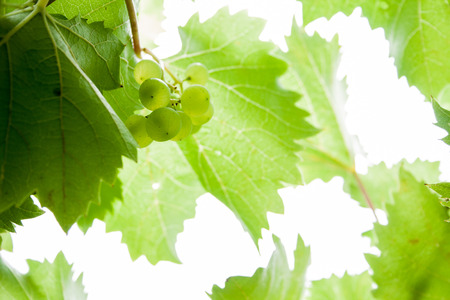 vines in the vineyard,  backgroundの写真素材