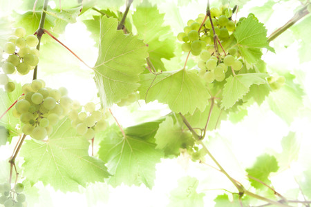 vines in the vineyard,  backgroundの写真素材