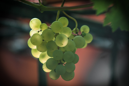 Grape vines in the vineyardの写真素材
