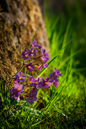 Primulaの写真素材