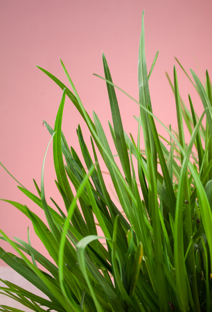 great detail leaf grass on natural backgroundの写真素材