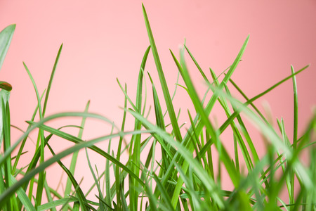 great detail leaf grass on natural background