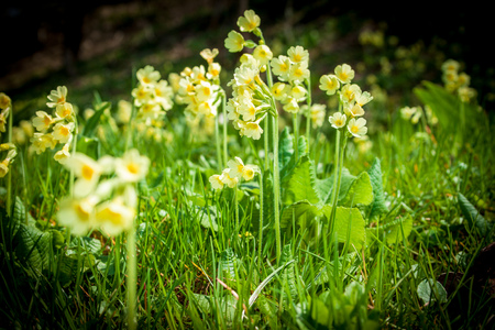 Spring cowslip meadow, Primula elatiorの写真素材