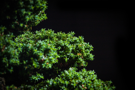 bonsai Chamaecyparis pisifera'Squarrosa dumosa' on a black backgroundの写真素材