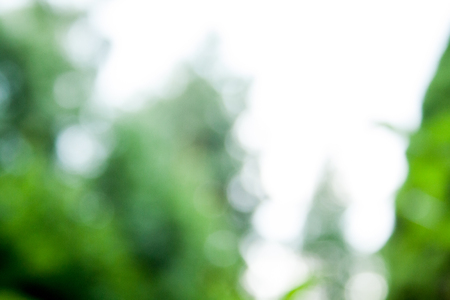 blurred background in the gardenの写真素材