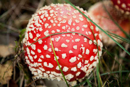 mushroom amanita photo, fly agaric, forest mushroom, poison mushroom, mushroom background, toxic...