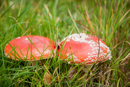 mushroom amanita photo, fly agaric, forest mushroom, poison mushroom, mushroom background, toxic...