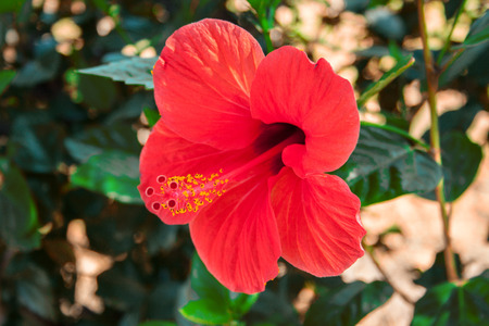 detail of hibiscus flower, Hibiscus