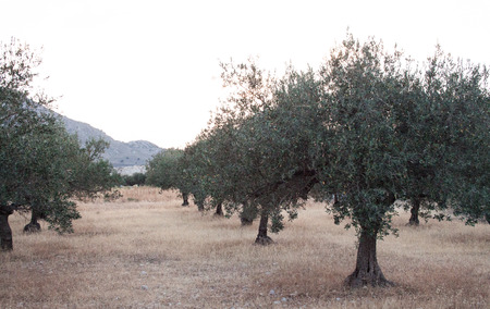 Olea europaea, an old tree on the island of Rhodosの写真素材