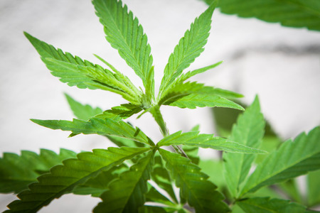 big cannabis marijuana plant detailの写真素材