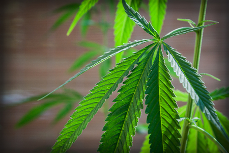 nice marijuana plant, Cannabis indicaの写真素材