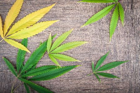 leaves of marijuana autumnal coloringの写真素材