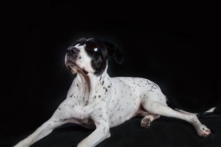 bandog on the black background of the studio