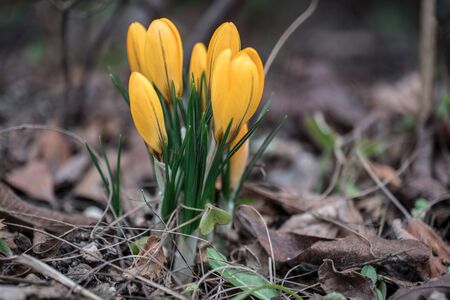 Crocus, Crocus spring flora in the gardenの写真素材