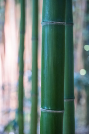 bamboos in a bamboo forestの写真素材