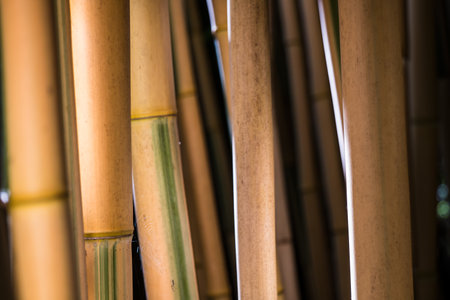 bamboos in a bamboo forestの写真素材