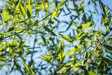 bamboos in a bamboo forestの写真素材
