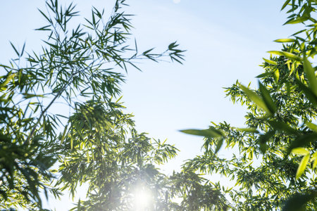 bamboos in a bamboo forestの写真素材