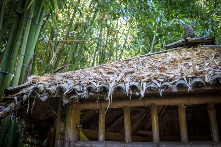 bamboos in a bamboo forestの写真素材