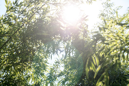 bamboos in a bamboo forestの写真素材