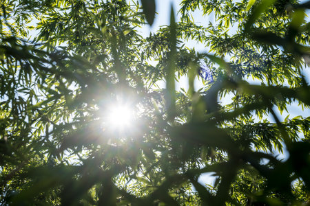 bamboos in a bamboo forestの写真素材