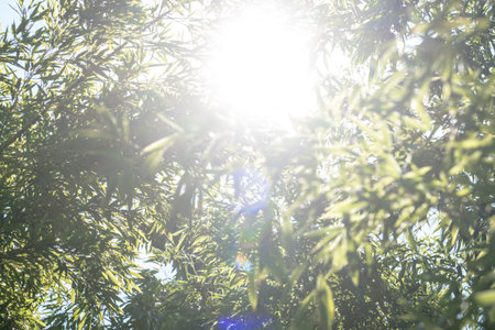 bamboos in a bamboo forestの写真素材