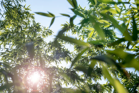 bamboos in a bamboo forestの写真素材
