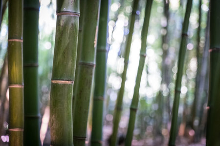 bamboos in a bamboo forestの写真素材