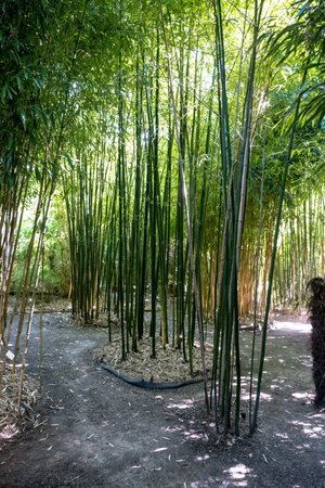 bamboos in a bamboo forestの写真素材