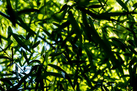bamboos in a bamboo forest