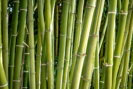 bamboos in a bamboo forestの写真素材