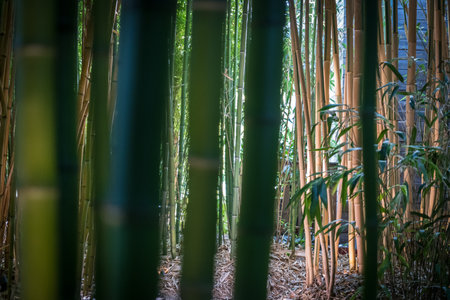bamboos in a bamboo forestの写真素材