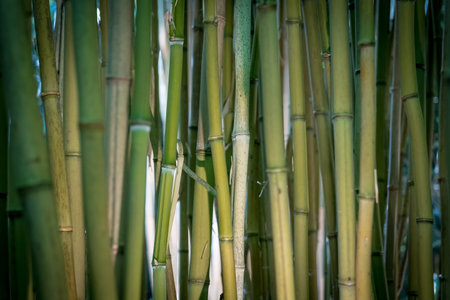 bamboos in a bamboo forestの写真素材
