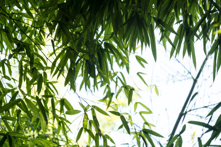 bamboos in a bamboo forestの写真素材