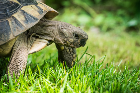 Eastern Hermann's tortoise, European terrestrial turtle, Testudo hermanni boettgeri, turtle on the...