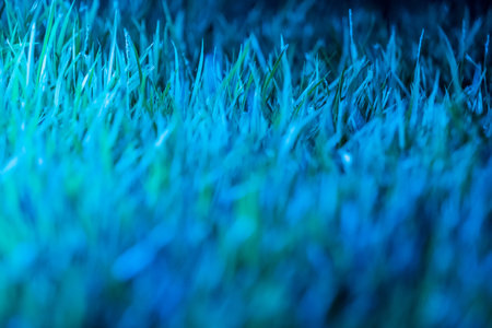 the Mediterranean type of grass creates a beautiful thick coverの写真素材