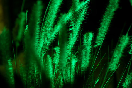 Pennisetum alopecuroides, Dochan, ornamental grassの写真素材