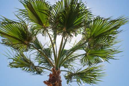 nice palm tree on the beach by the seaの写真素材