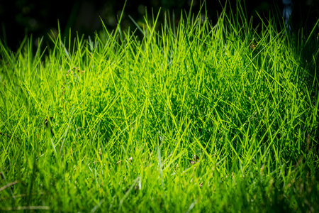 the Mediterranean type of grass creates a beautiful thick cover